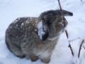 Germini ute prøver den første snøen 