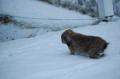 Tj første møte med snøen 