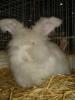 Fine Angora 