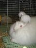 Angora 